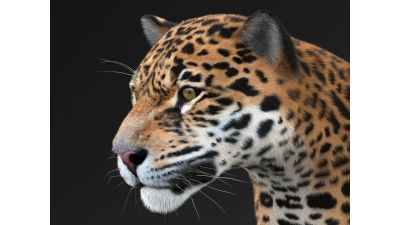 Panthera Onca - American Jaguar
